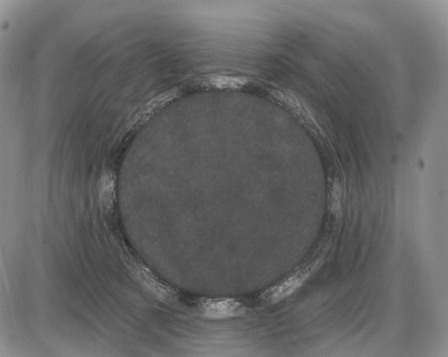 X0000085040321200703191240