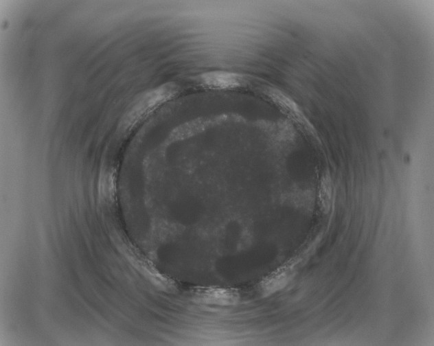 X0000085040330200703191239