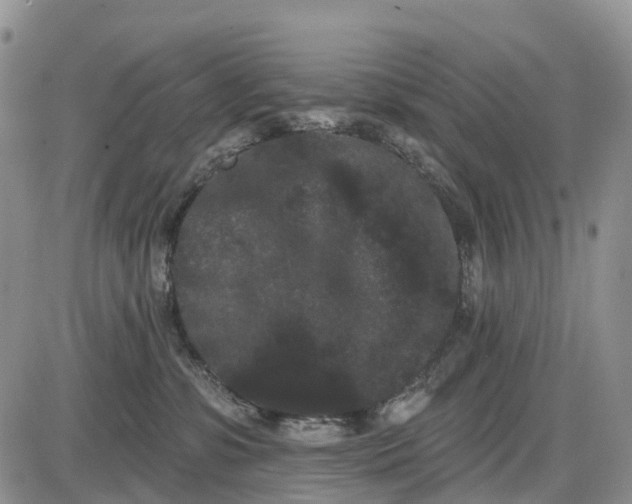 X0000085040331200703191239