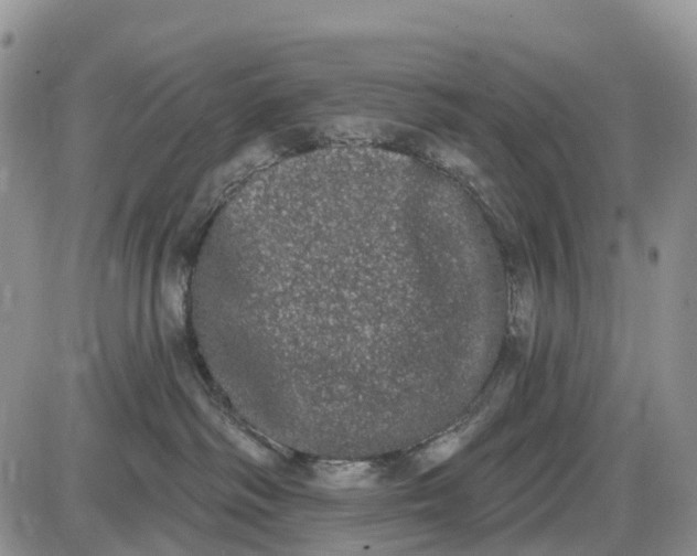 X0000085040334200703191239