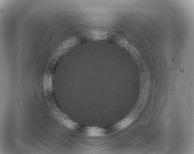 X0000085040336200703191239