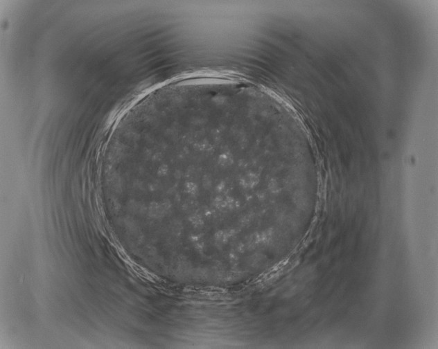 X0000085040337200703191238