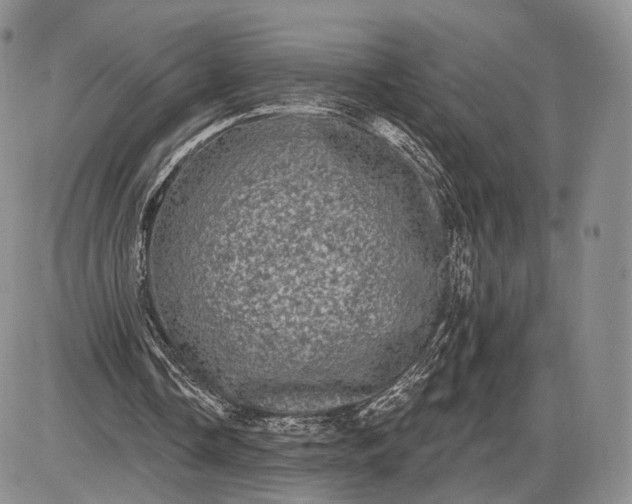 X0000085040338200703191238