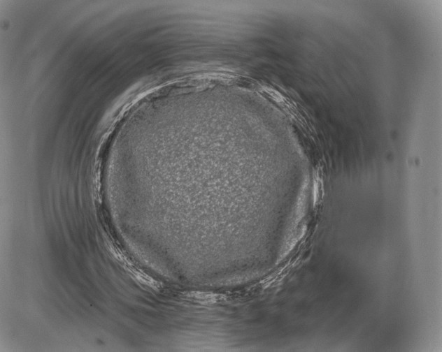 X0000085040339200703191239