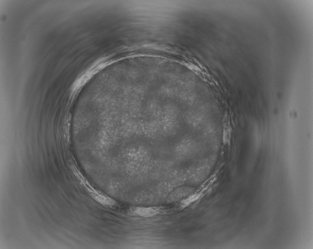 X0000085040341200703191239