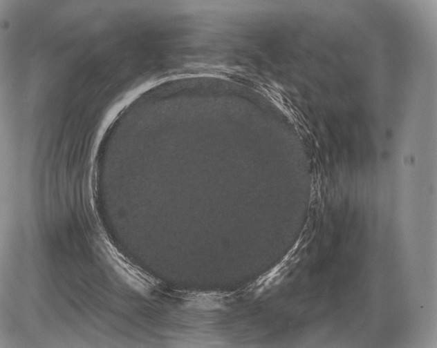 X0000085040342200703191239