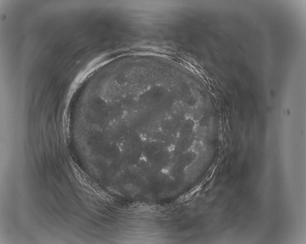 X0000085040343200703191239