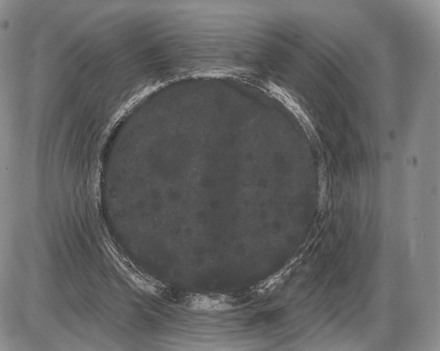 X0000085040346200703191239