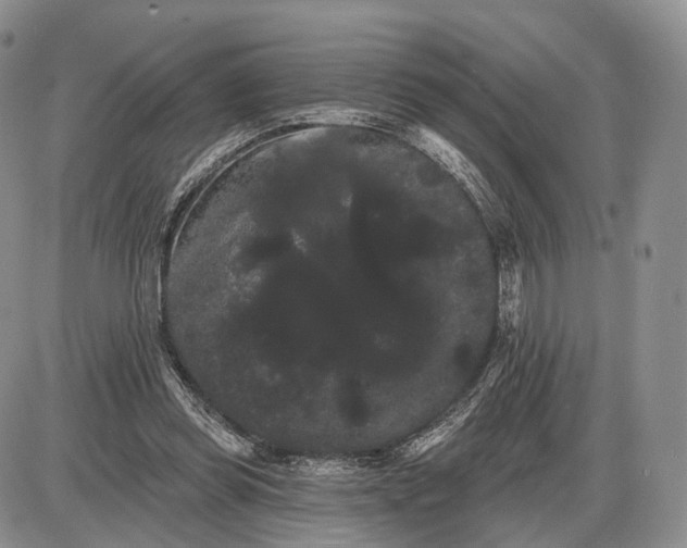 X0000085040349200703191239