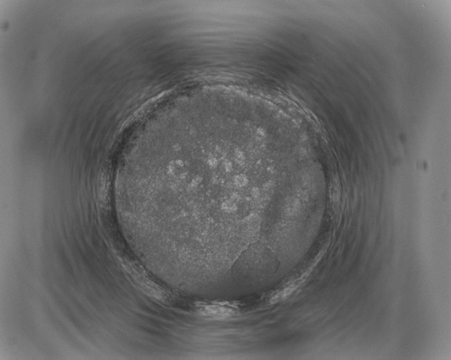 X0000085040359200703191239