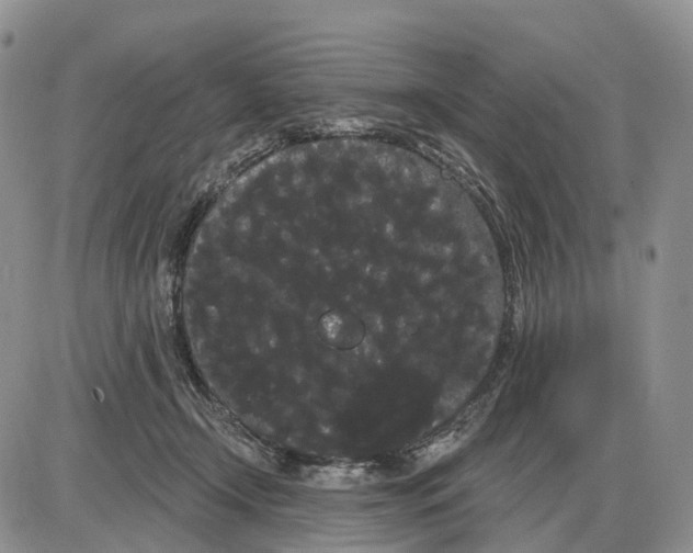 X0000085040366200703191239