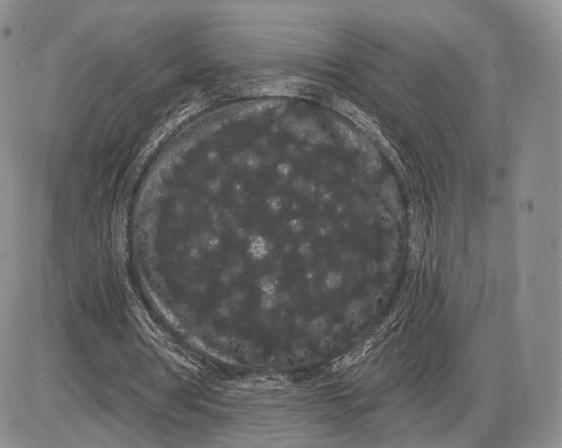 X0000085040386200703191238