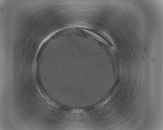 X0000085040388200703191238