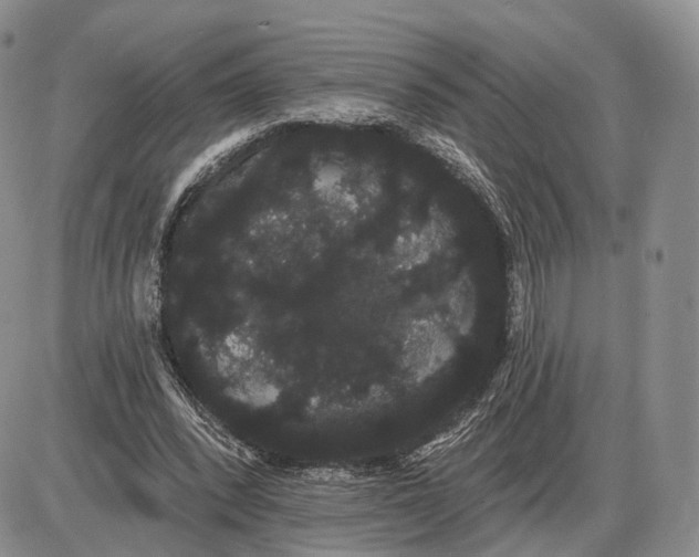 X0000085040392200703191238