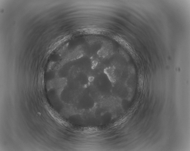 X0000085040398200703191238