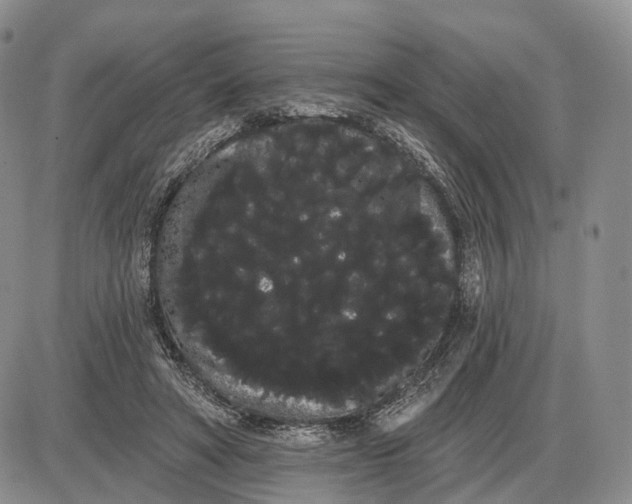 X0000085040402200703191238