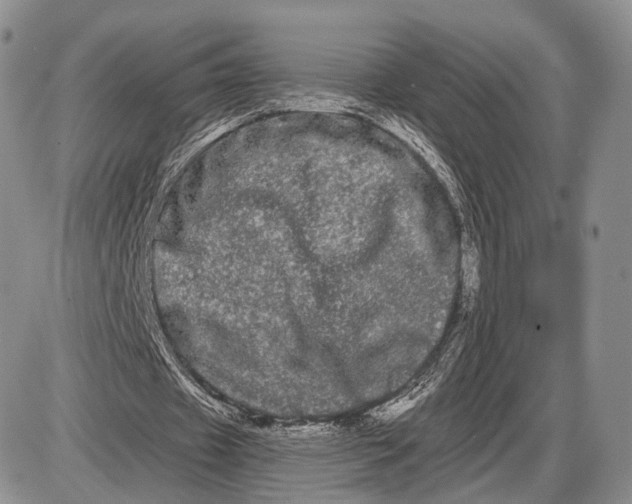 X0000085040433200703191237