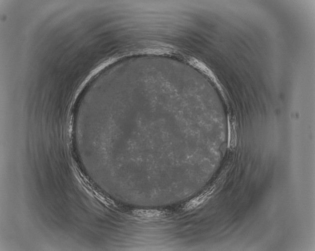 X0000085040435200703191237