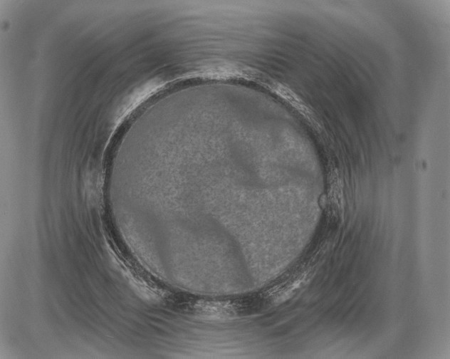 X0000085040440200703191237