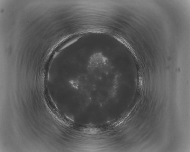 X0000085040444200703191237