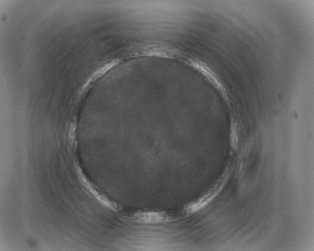 X0000085040449200703191237