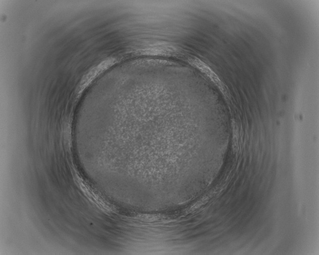 X0000085040482200703191237