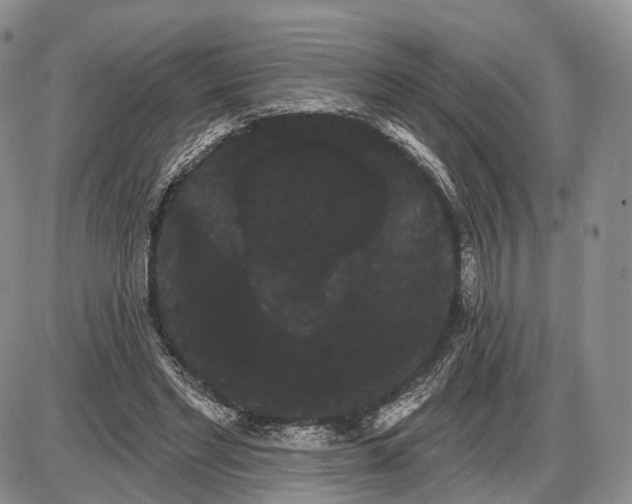 X0000085040493200703191237