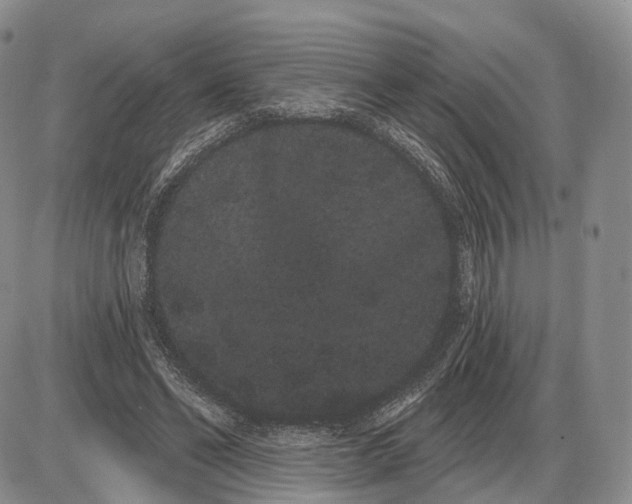 X0000085040494200703191237