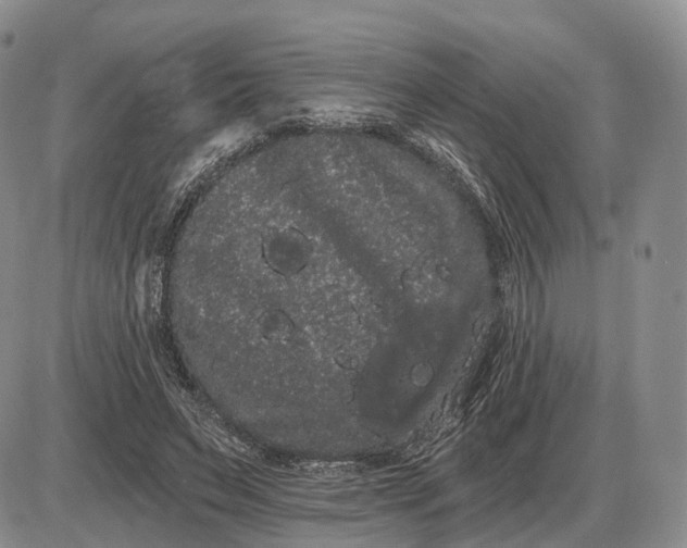 X0000085040495200703191237