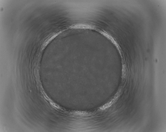 X0000085040529200703191235