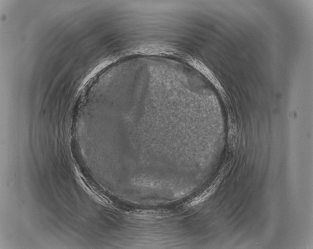 X0000085040530200703191235