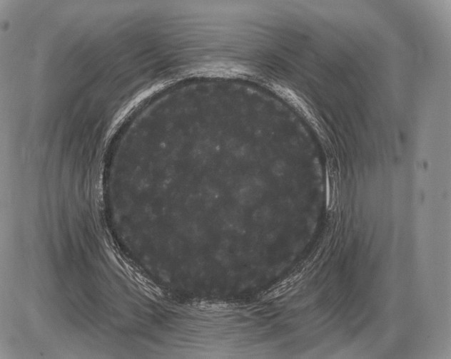 X0000085040531200703191235