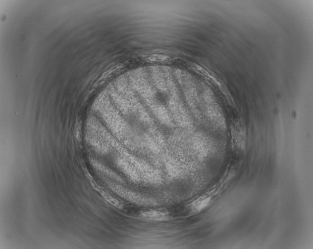 X0000085040561200703191236