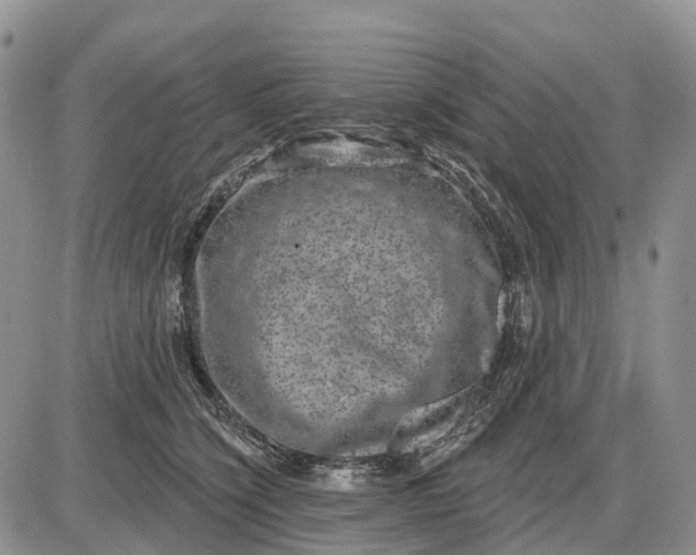 X0000085040564200703191236