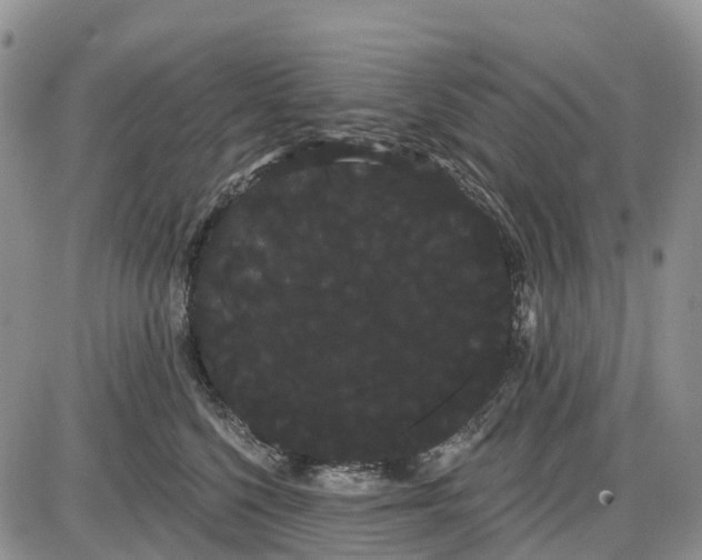 X0000085040568200703191236