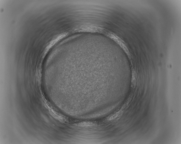 X0000085040578200703191235