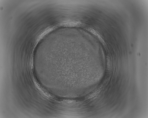 X0000085040582200703191235