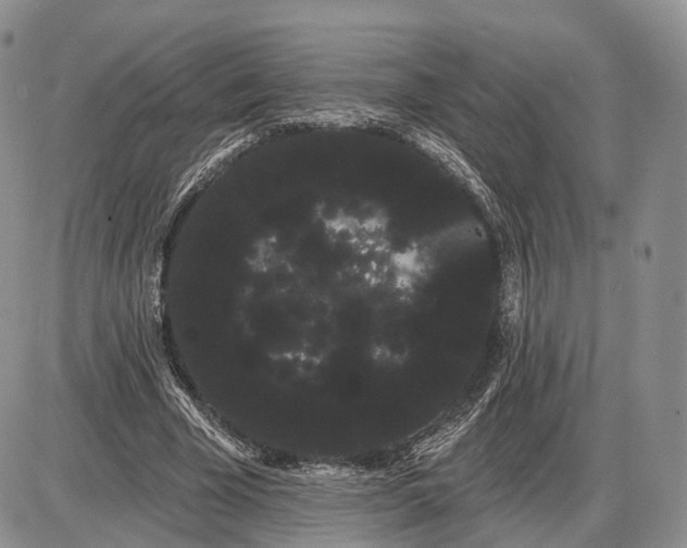 X0000085040585200703191235