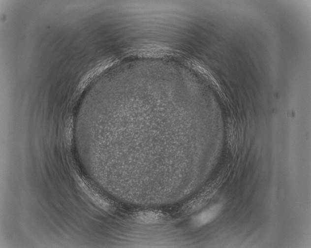 X0000085040586200703191235