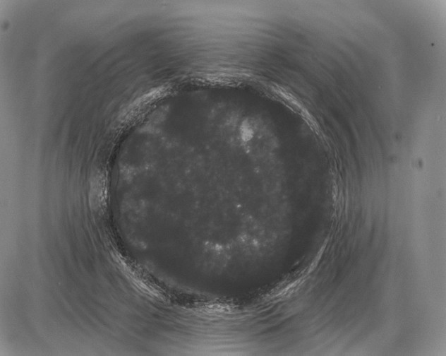 X0000085040593200703191235