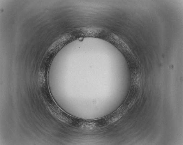 X0000085040599200703191235