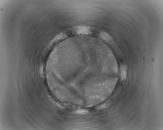 X0000085040619200703191235