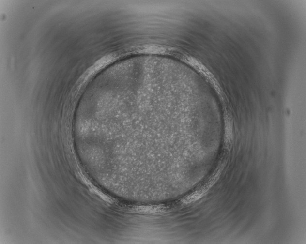 X0000085040625200703191234