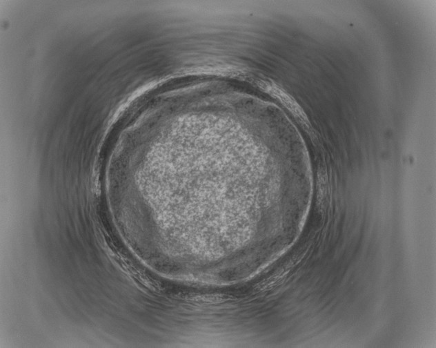 X0000085040628200703191234