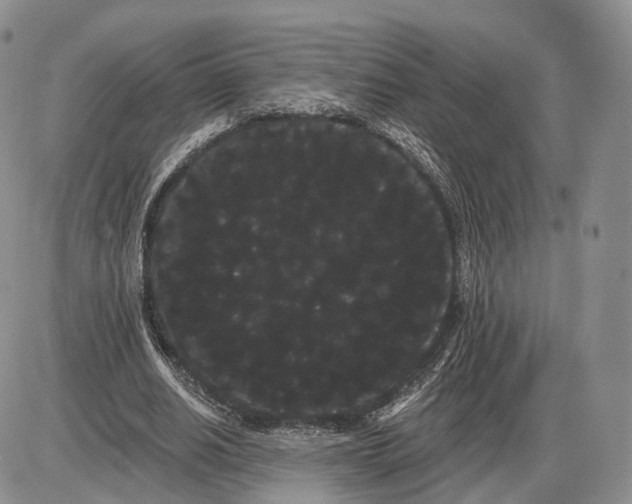 X0000085040630200703191234