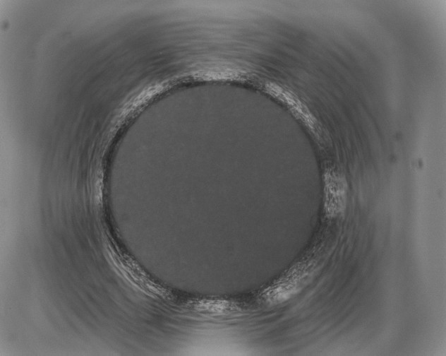 X0000085040631200703191234