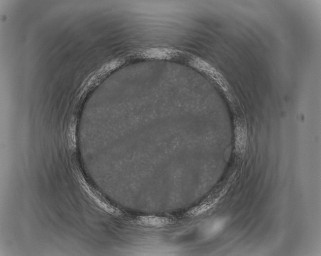 X0000085040633200703191234