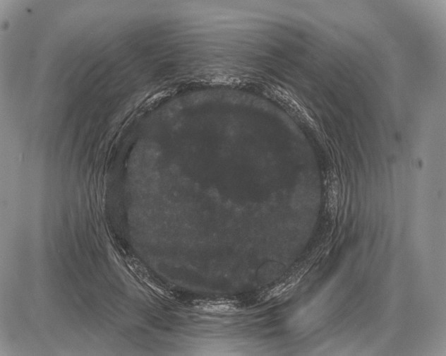 X0000085040643200703191234