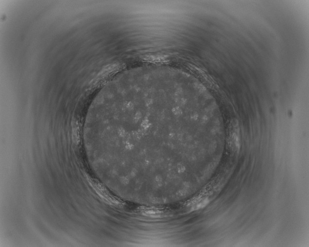 X0000085040658200703191234