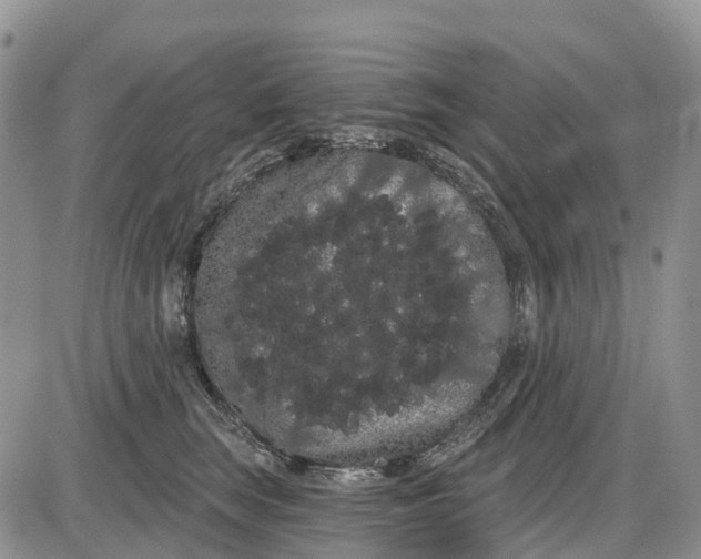 X0000085040663200703191234